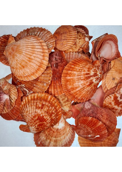 Gerçek Deniz Kabuğu 250 gr Paket Pecten Novalıs - Kırmızı
