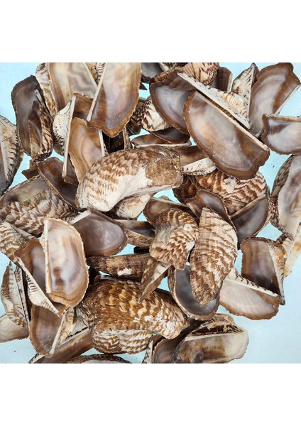 Gerçek Deniz Kabuğu 250 gr Paket Orca Orca