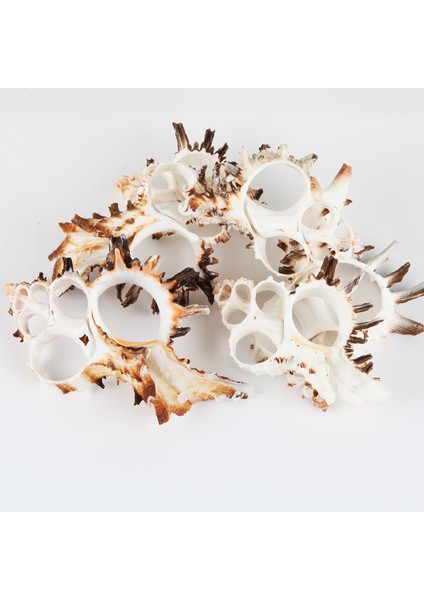 Gerçek Deniz Kabuğu 250 gr Paket Kesik Murex Indıvıa