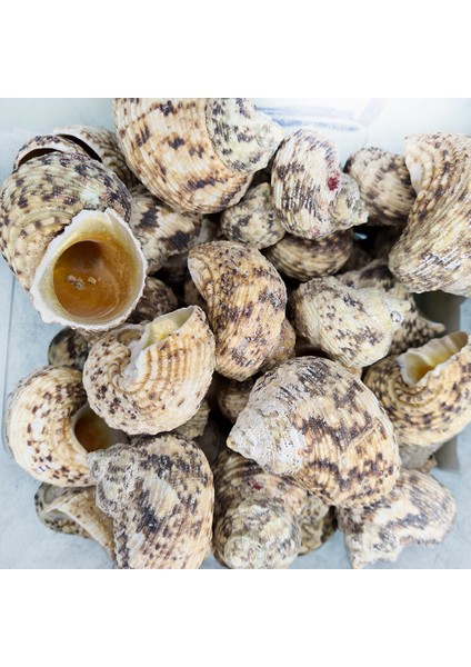 Gerçek Deniz Kabuğu 250 gr Paket Gold Mouth