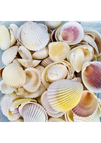 Gerçek Deniz Kabuğu 250 gr Paket Fragum Fragum