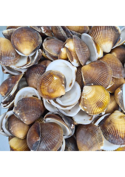 Gerçek Deniz Kabuğu 250 gr Paket Brown Cochles