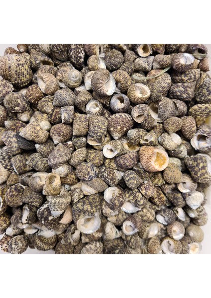 Gerçek Deniz Kabuğu 250 gr Paket Black Nerıta Any Kınd