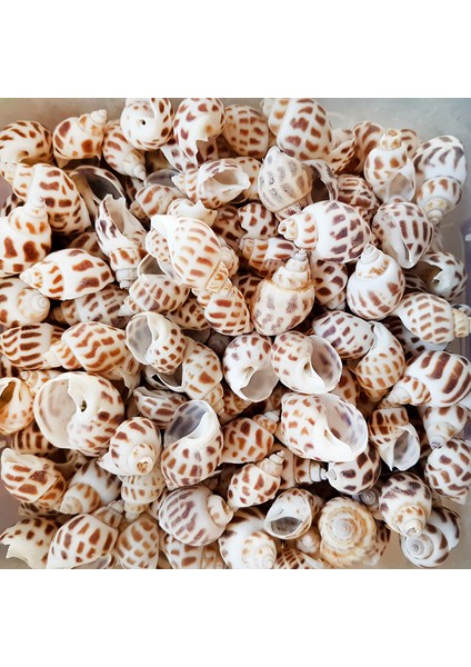 Gerçek Deniz Kabuğu 250 gr Paket Babylonıa Areolata