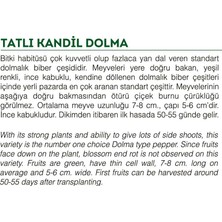 Agrodal Tarım Ata Tohumu Tatlı Kandil Dolma Biberi 1000 Adet Tohum