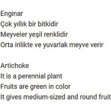 Agrodal Tarım Ata Tohumu Yerli Enginar Tohumu 20 Adet Tohum