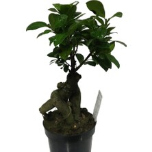 Armenbotanik Ficus Microcarpa Ginseng Bonsai
