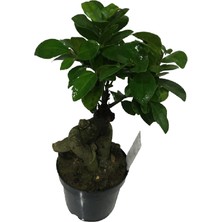 Armenbotanik Ficus Microcarpa Ginseng Bonsai