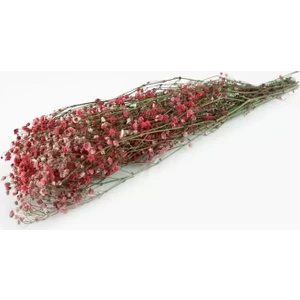 Flowerybox Kuru Çiçek  Şoklanmış Cipso Pembe