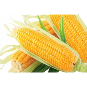 Tatlı Şeker Hibrit Mısır Tohumu 25 gr