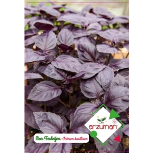 Karahasanoğlu Tarım Mor Reyhan (Fesleğen) Tohumu 100 Ad Tohum