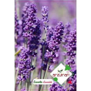 Karahasanoğlu Tarım Lavanta Çiçeği Tohumu 100 Adet Tohum