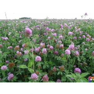 Agrodal Tarım Yonca Tohumu Elçi 3 kg Kaplanmış Tohum