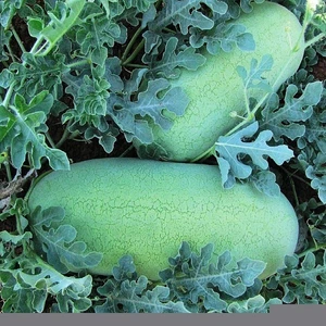 Agrodal Tarım Nadir Bulunan Doğal Charleston Gray Karpuz 20 Adet Tohum