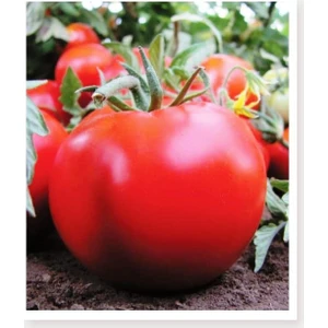 Agrodal Tarım Ata Tohumu Yerli Sofralık Domates 1000 Adet Tohum