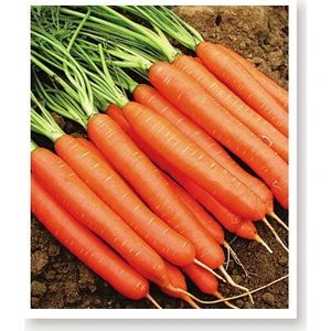 Agrodal Tarım Ata Tohumu Yerli Havuç Tohumu 1000 Atet Tohum