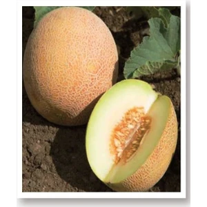 Agrodal Tarım Ata Tohumu Yerli Kavun Tohumu Ananas 100 Adet Tohum