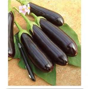 Agrodal Tarım Ata Tohumu Yöresel Patlıcan Aydın Siyahı 1000 Adet Tohum