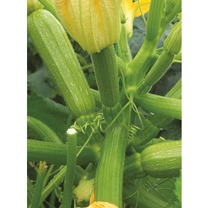Agrodal Tarım Hybrit  Kabak Tohumu 10 Adet Tohum