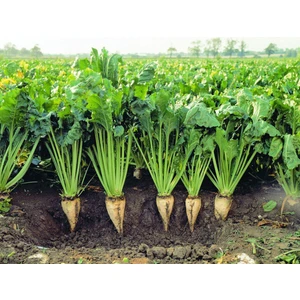 Agrodal Tarım Yerli Şeker Pancarı Tohumu 100 Adet Tohum
