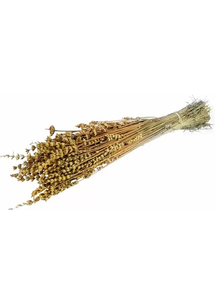 Kuru Çiçek Şoklanmış Lavanta Hardal