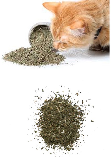 Catnip Kedi Otu Nanesi fiyatları