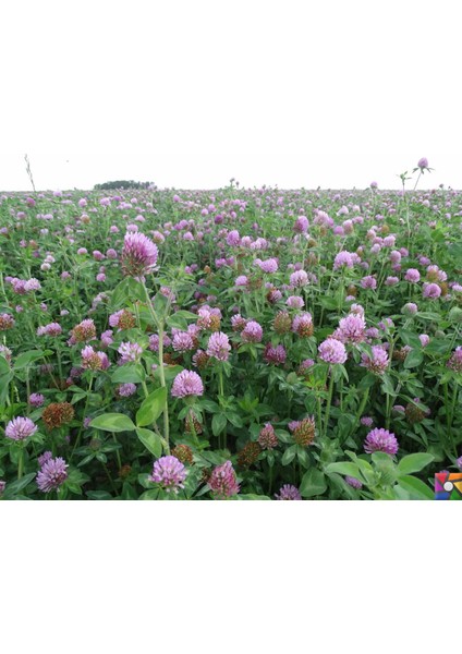 Yonca Tohumu Elçi 1 kg Kaplanmış Tohum