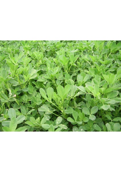 Yonca Tohumu Elçi 1 kg Kaplanmış Tohum fiyatları