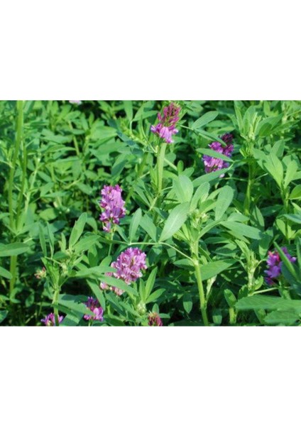 Yonca Tohumu Elçi 3 kg Kaplanmış Tohum modelleri