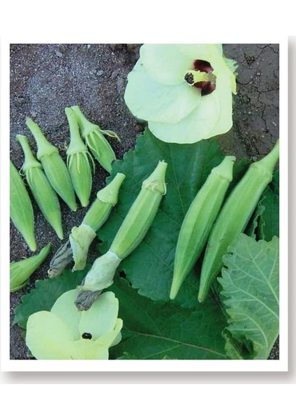 Agrodal Tarım Ata Tohumu Yerli Bamya 100 Adet Tohum