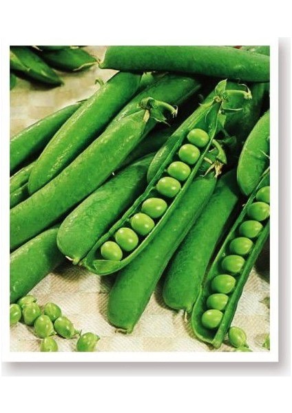 Ata Tohumu Yerli Bezelye 50 Adet Tohum