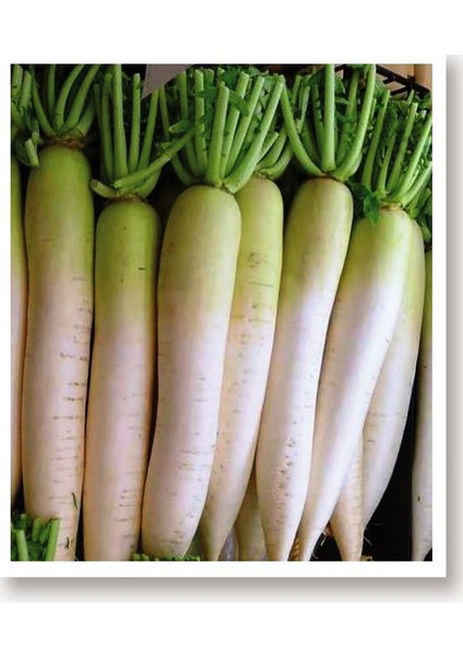 Doğal Beyaz Uzun Turp Mino Early 500 Adet Tohum