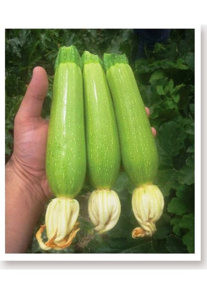 Ata Tohumu Yerli Kabak Tohumu 20 Adet Tohum