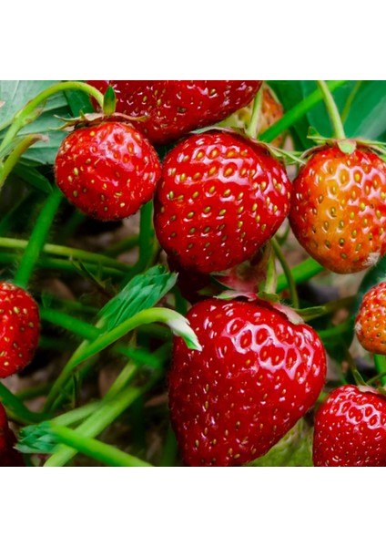 Agrodal Tarım Çilek Tohumu 0.1 gr Yaklaşık 120 Adet