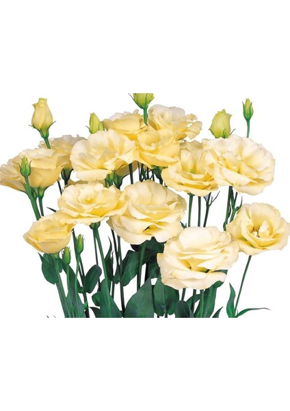 Sarı Lisianthus ( Lalegül ) Tohumu ( 10 Tohum )