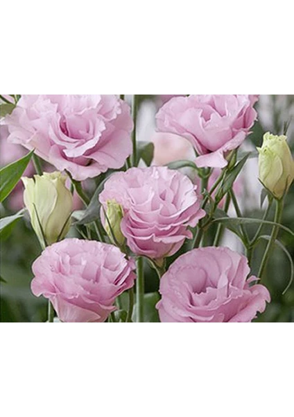 Pembe Lisianthus ( Lalegül ) Tohumu ( 10 Tohum )