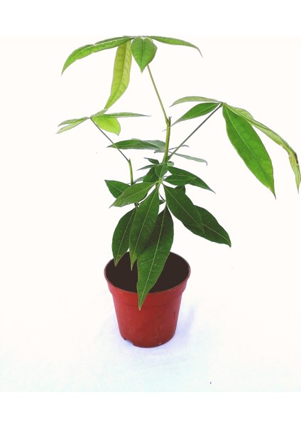 Pachira, Para Çiçeği Pachira Çiçeği Para Ağacı