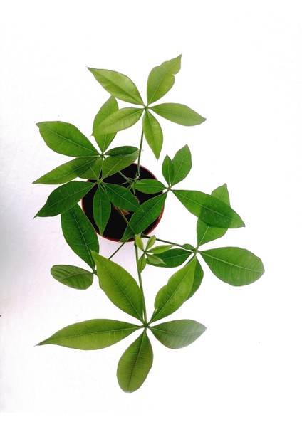 Pachira, Para Çiçeği Pachira Çiçeği Para Ağacı fiyatları