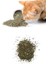 Catnip Kedi Otu Nanesi 2