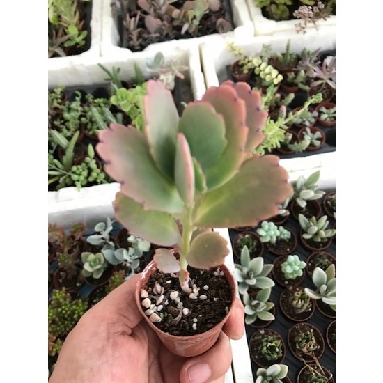 Ünal Kaktüs Kalanchoe Fedtschenkoi (Sukulent)