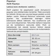 Agrodal Tarım Papatya Çiçeği Tohumu