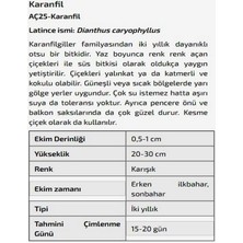 Agrodal Tarım Karanfil Çiçeği Tohumu