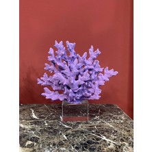 By Ari Lila MERCAN-KM201-16