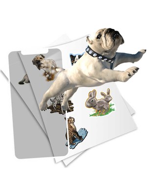 Junoo HoloToyz Sticker Pet Party AR Uyumlu Etiket