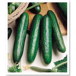 Agrodal Tarım Beıth Alpha Hibrit Hıyar Tohumu 30 Adet