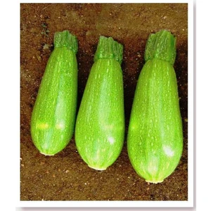 Agrodal Tarım Ata Tohumu Yerli Doğal Ampül Kabak Tohumu 20 Adet Tohum