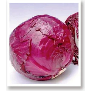 Agrodal Tarım Yerli Doğal Mor Lahana Mohrenkopf 1000 Adet Tohum