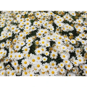 Agrodal Tarım Süs Papatyası Çiçeği Tohumu