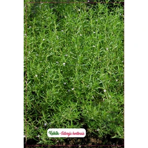 Agrodal Tarım Kekik Çiçeği Tohumu