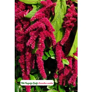 Agrodal Tarım Tilki Kuyruğu Çiçeği Tohumu